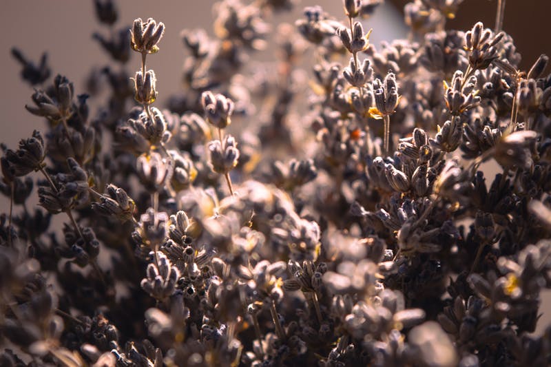 Bouquet séché bohème pampas et lavande