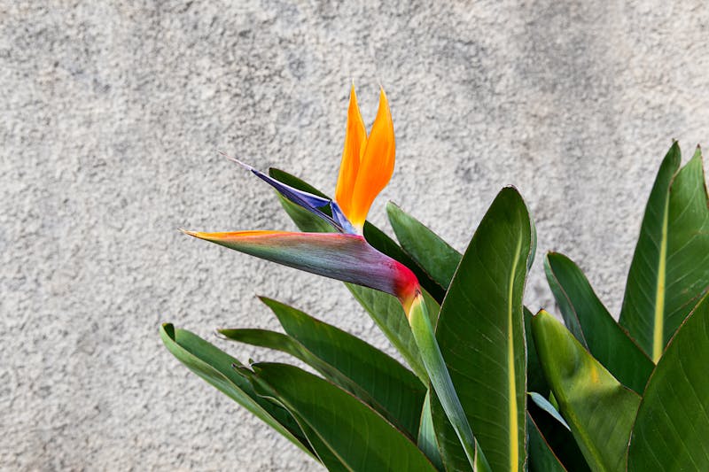 Arrangement tropical exotique heliconia et strelitzia